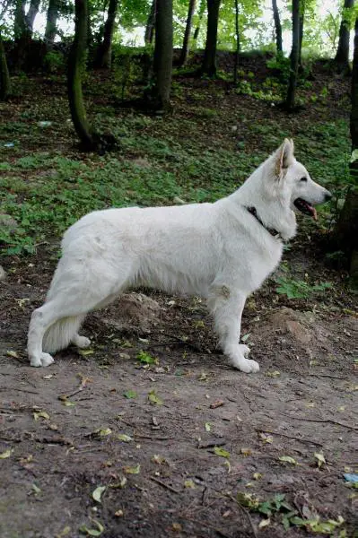 CH of reproduction JCH UA CH UA BBB Alter Ego of Ice Gem