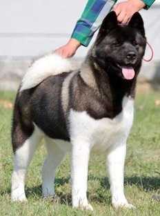 SRB CH, RO JCH Athena Centurion Gladiator