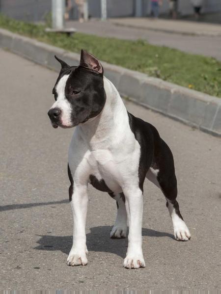 BISS, BIS, Ch.AKC, Candidate Int.Ch. Denvers Elite Up To The Sun