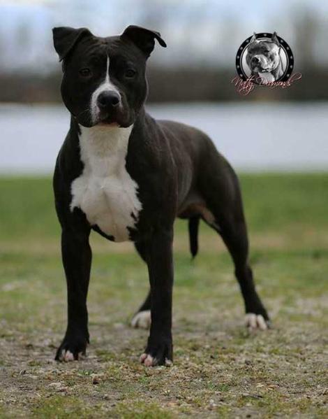 Mango The Little Panda