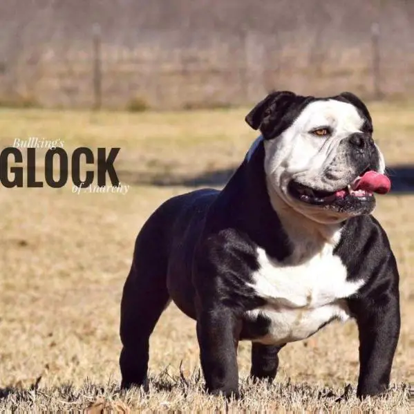 BullKing's Glock Of Anarchy