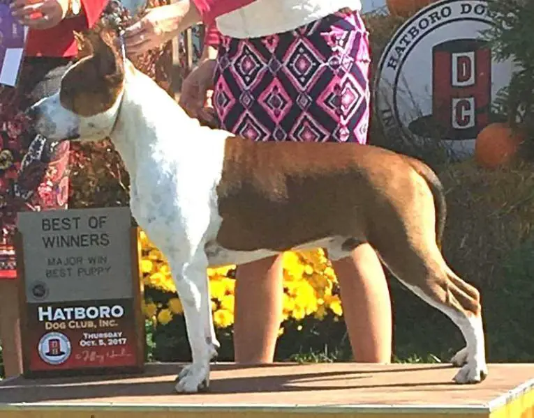 GCH Mule Creek Lbk's Whiskey For My Men