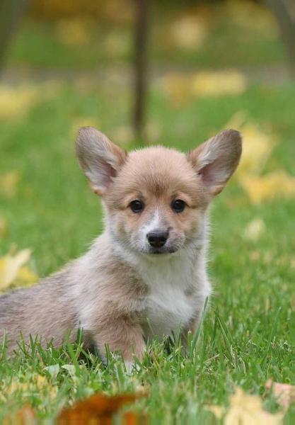 Style Life Iero Frankie