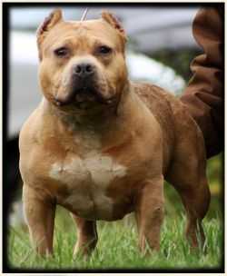 Cornerstone Bloodlines Yogi Bear