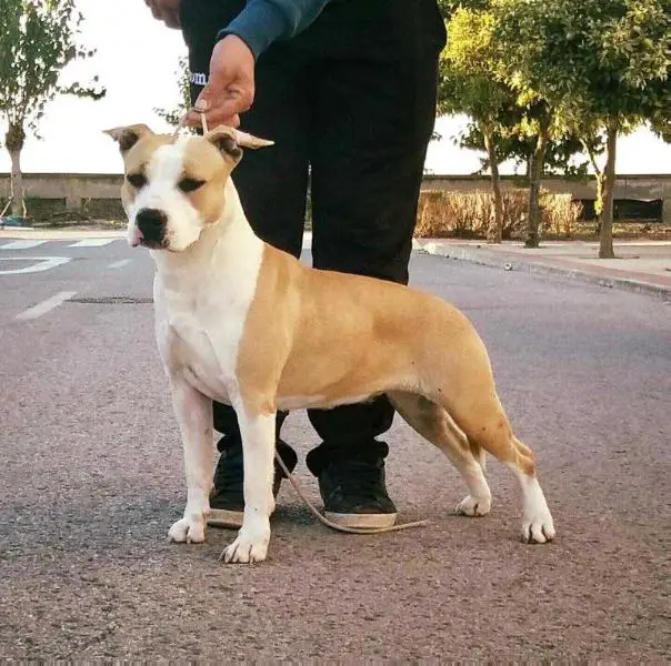 JBOB CEAST Winner 2017 Strong&Loyal La Gozadera