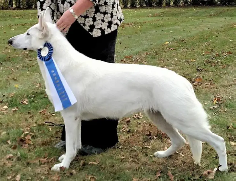 BIMBS UKC GR CH Royal Rumor Has It