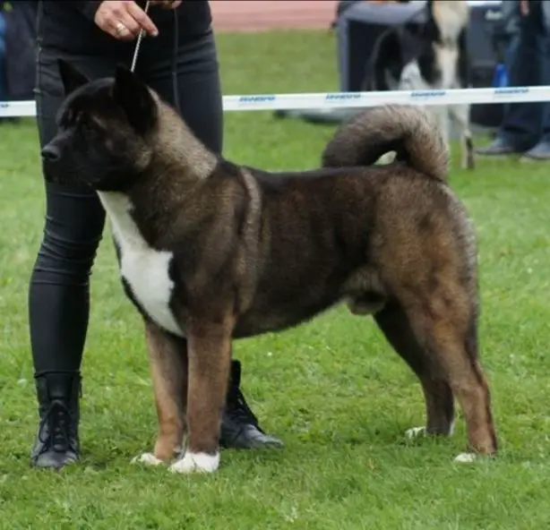 MAYLO Inherti