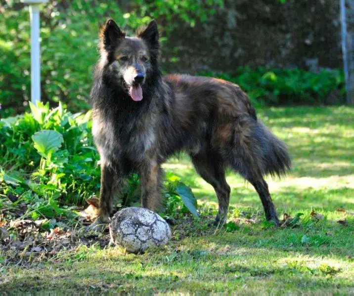 Tarita's Gingerbread Guy