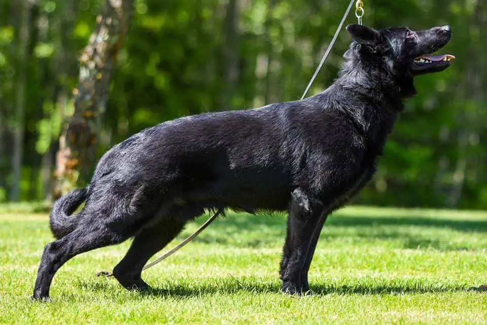 D'Kevlar Vamoz Bohemia