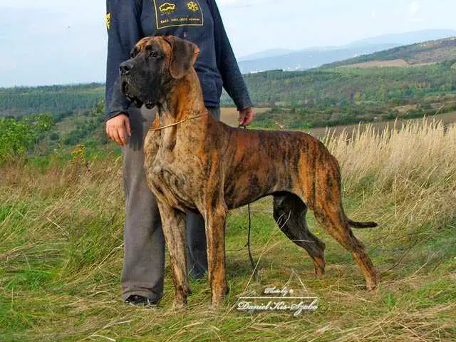 CH Adani Aarhus Vyam de Buena Vista