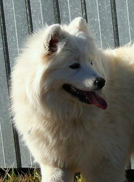 IZDOMASU Gest From The Future