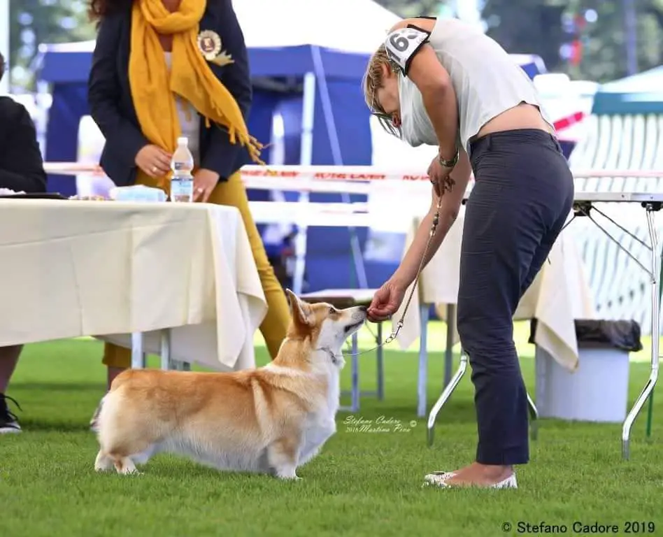 Grand CH, CH Mistycor She's Like The Wind