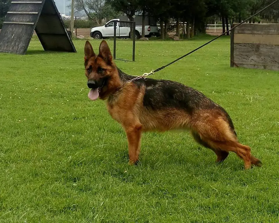 Daya vom Widder Haus