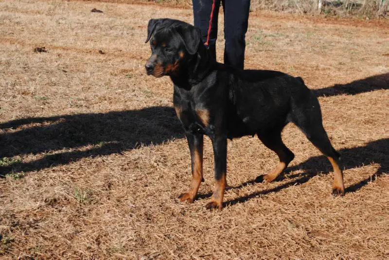 Penny Lane Von Lefler