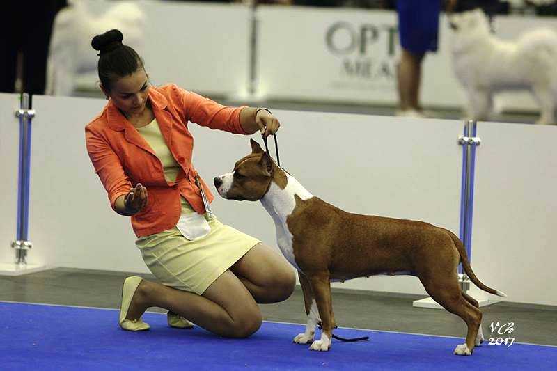 GRAND, ASTClub, JCH RUS, JCH.JAST NKP.RKF.CHRus. Taiger Land Regana