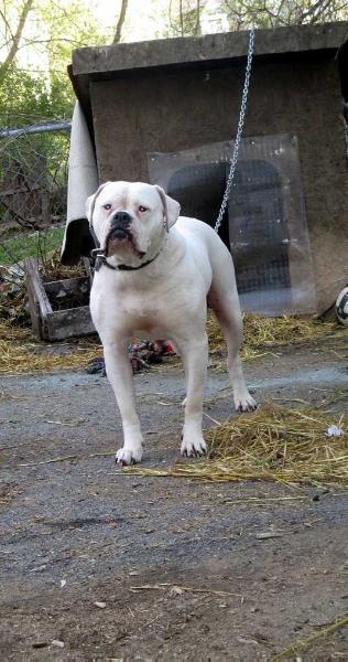 Neal's White Diamond