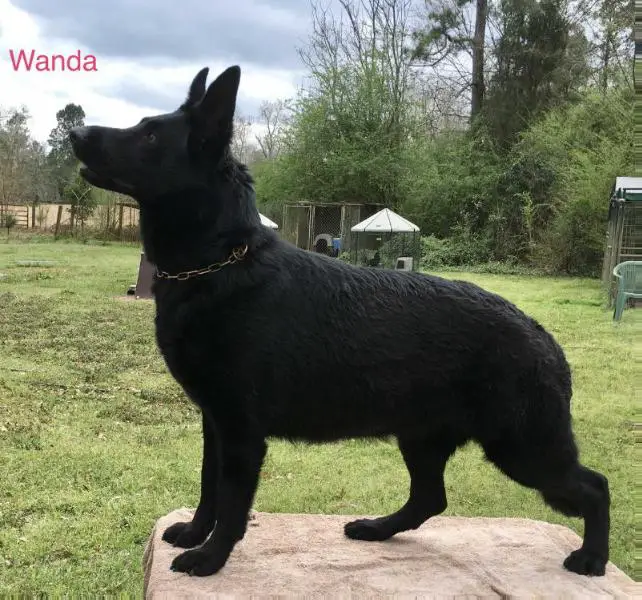 Wanda vom Szymczyk