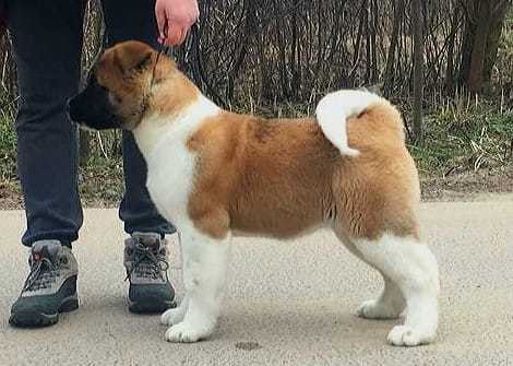 Freken Bok Orso de Fero