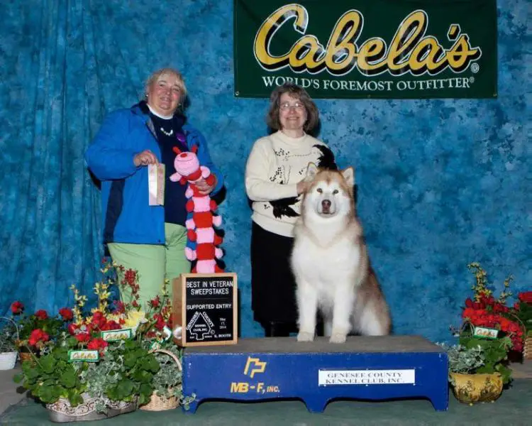 Ch USA Mimmenuk’s Amber Quamaniq
