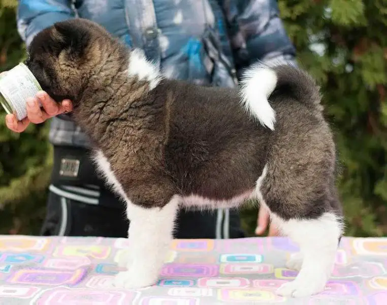 Finist Clear Falcon Orso de Fero