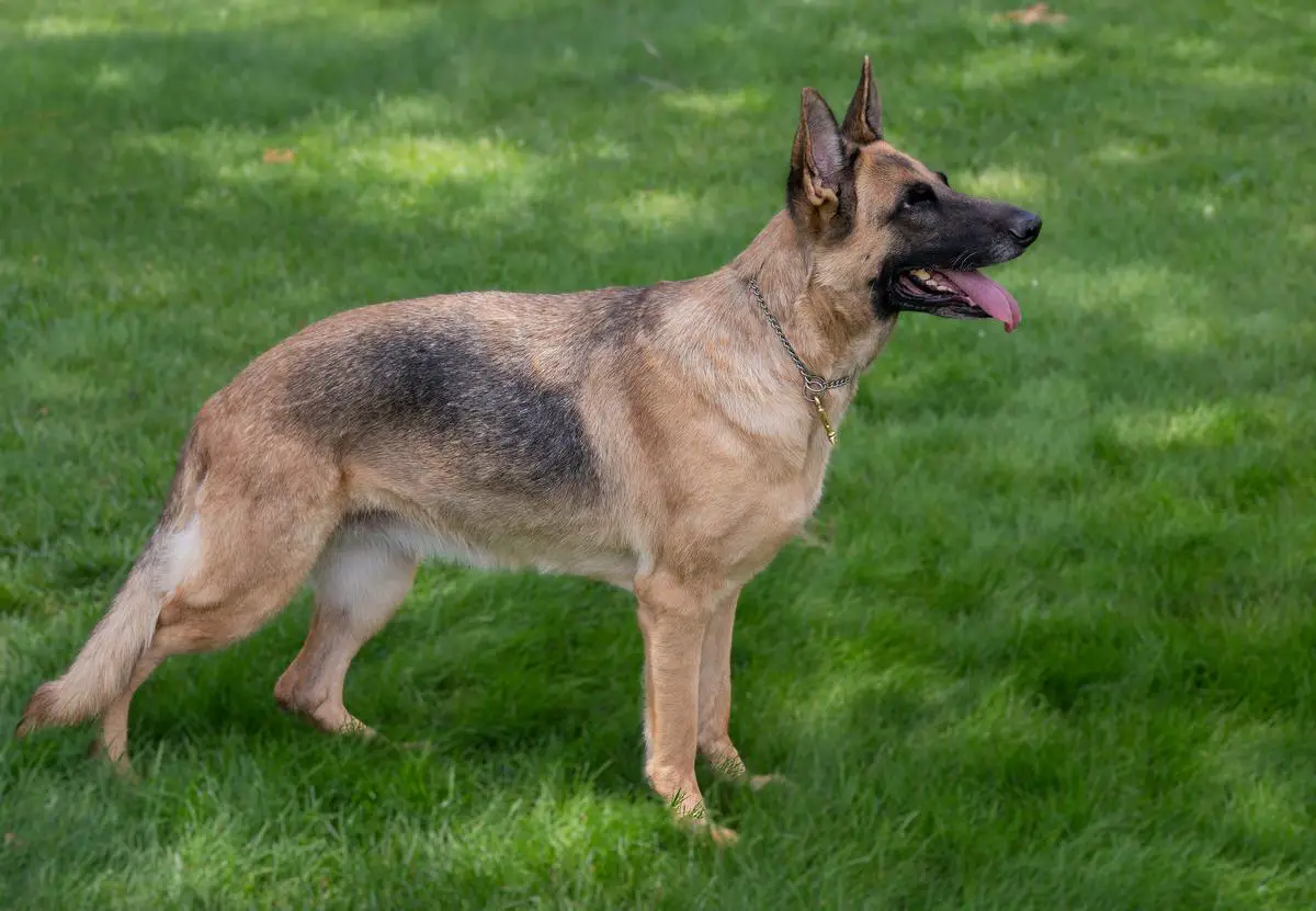 Wind Dance Wolf Von Skyhawke