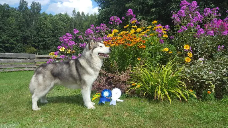 CH.RKF, CH.RUSSIA, CH.LITHUANIAN, CH. NATIONAL BREED CLUB Zhano Reya Siviya