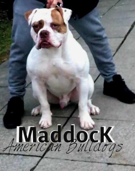Maddocks Maddox