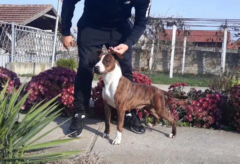 JC Ring Angels Tik Tak