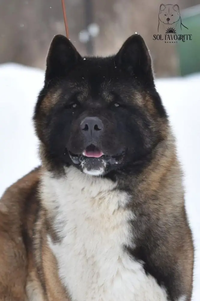 Triumf Sibiri Gran Prix