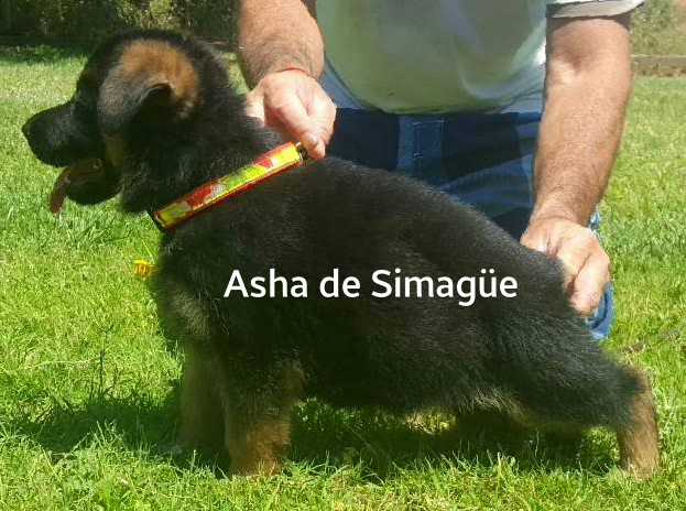 Asha de Simagüe