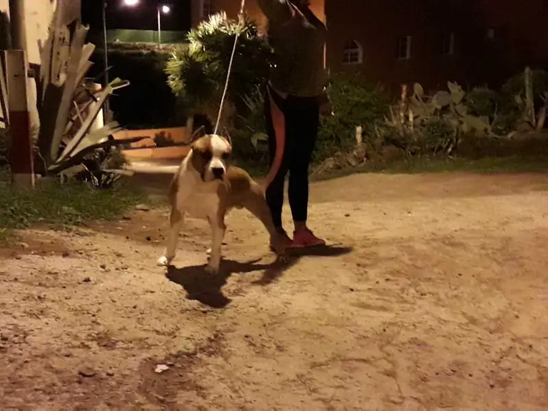 Karballido staff Radamanthys