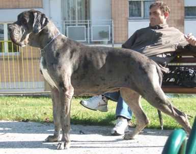 Asia-M Del Satiro Danzanate