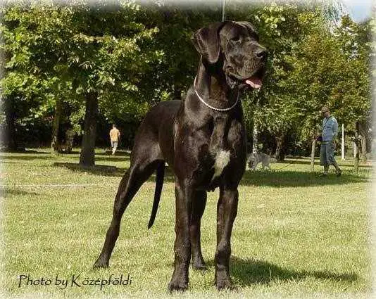 Kyara von Gigantic Blau