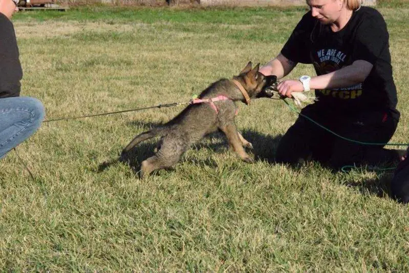 Bjorn Ironside vom T17