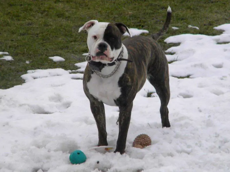 Bridge Creek's Super Nova