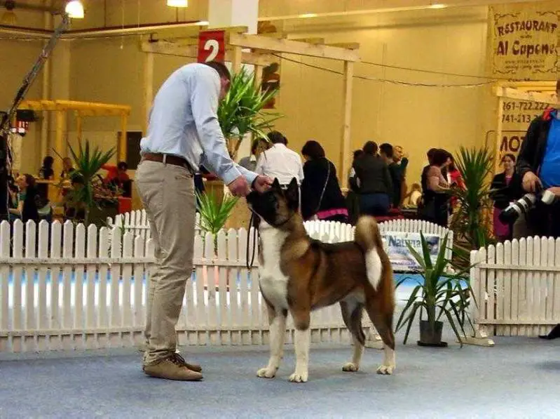 RO CH Alpha Fullmoon Shadow