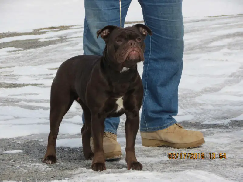 Nuyorican Bulldogges Double A