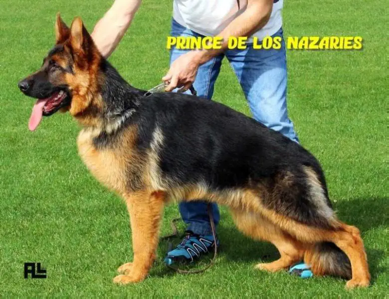 Prince de los Nazaríes