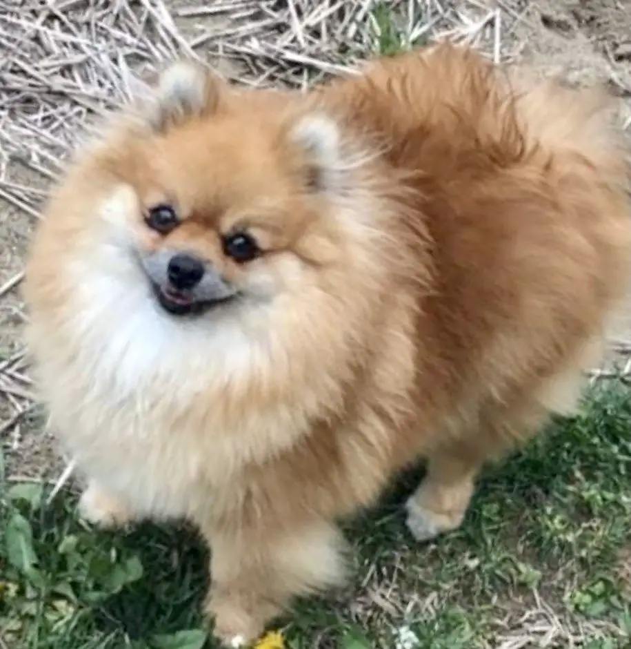 Melodyland's Pocket full of Sunshine