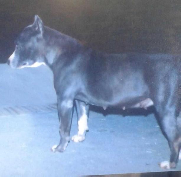 Aly Red Krugger do Conventos