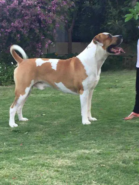 Pedigree American Bulldogs Australia Woodrow