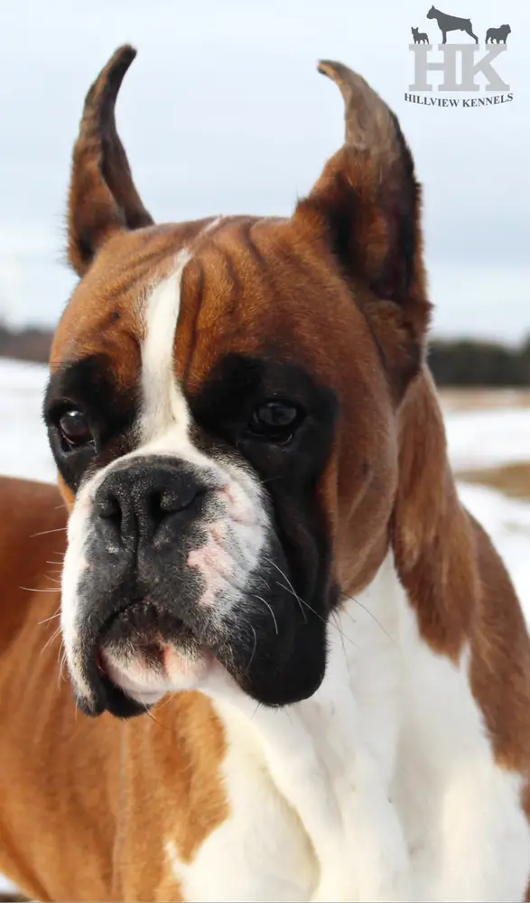 Kiara Von Galaxy Box