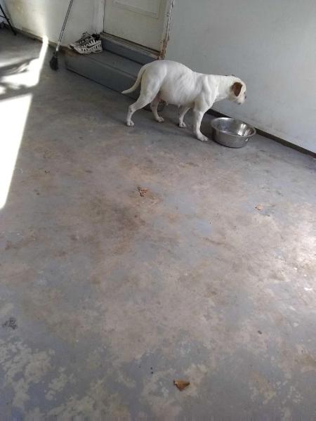 Arrowhead bullies Georgia of Matt's