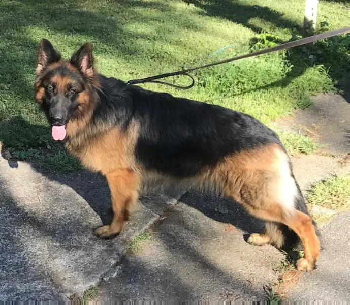 Henry Vom Der Haus Sehorn