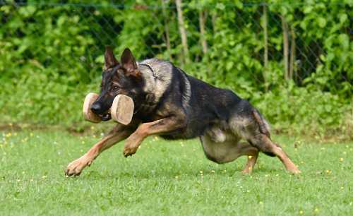 O'Shrek von der Friesenklippe