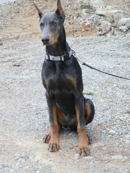 DIESEL'S MACHINE GUN KELLY