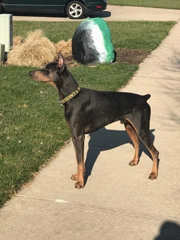 DOBERMAN PORTER