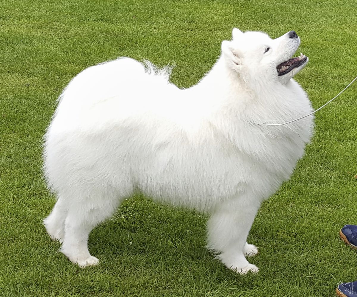 ANATINA CLOUD DANCER