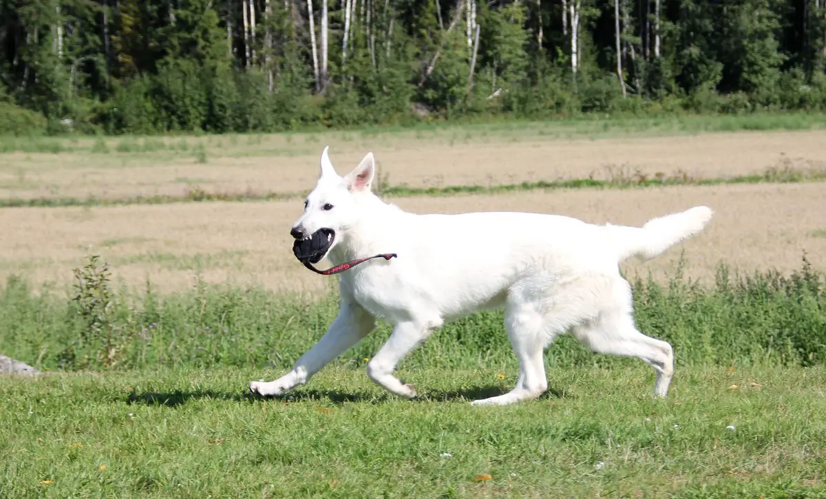 Erövrarens Extraordinary Envoy