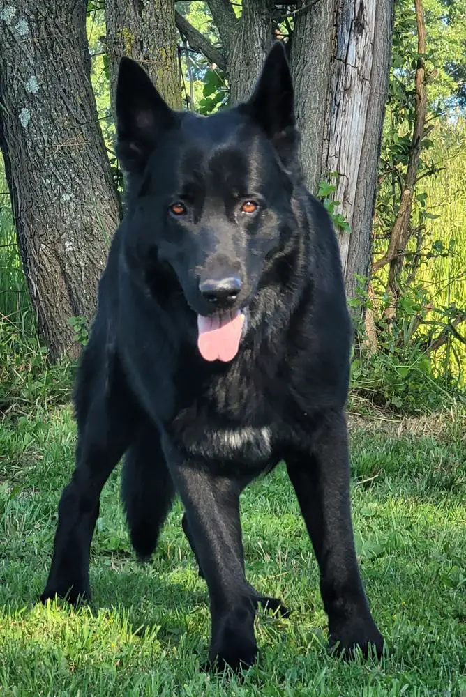 Brewster Vom Kat-Gunn